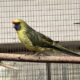 grøn rosella fra 2025