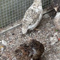Miniature for annonces primære billede