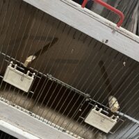 Transport/udstillingsbur
