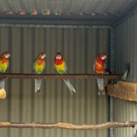 Rosella Parakit
