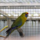 0.1 Grøn Rosella købes