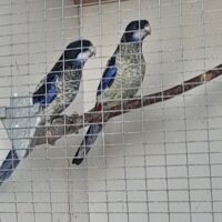 Nordlig Rosella