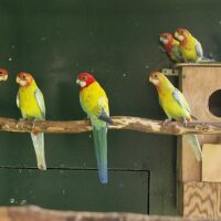 Golden Gold Rosella