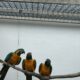 Amazoner og Ara sælges