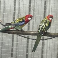 Alm. Rosella.