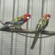 Alm. Rosella.