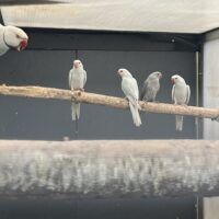 4 Alexsadre unger