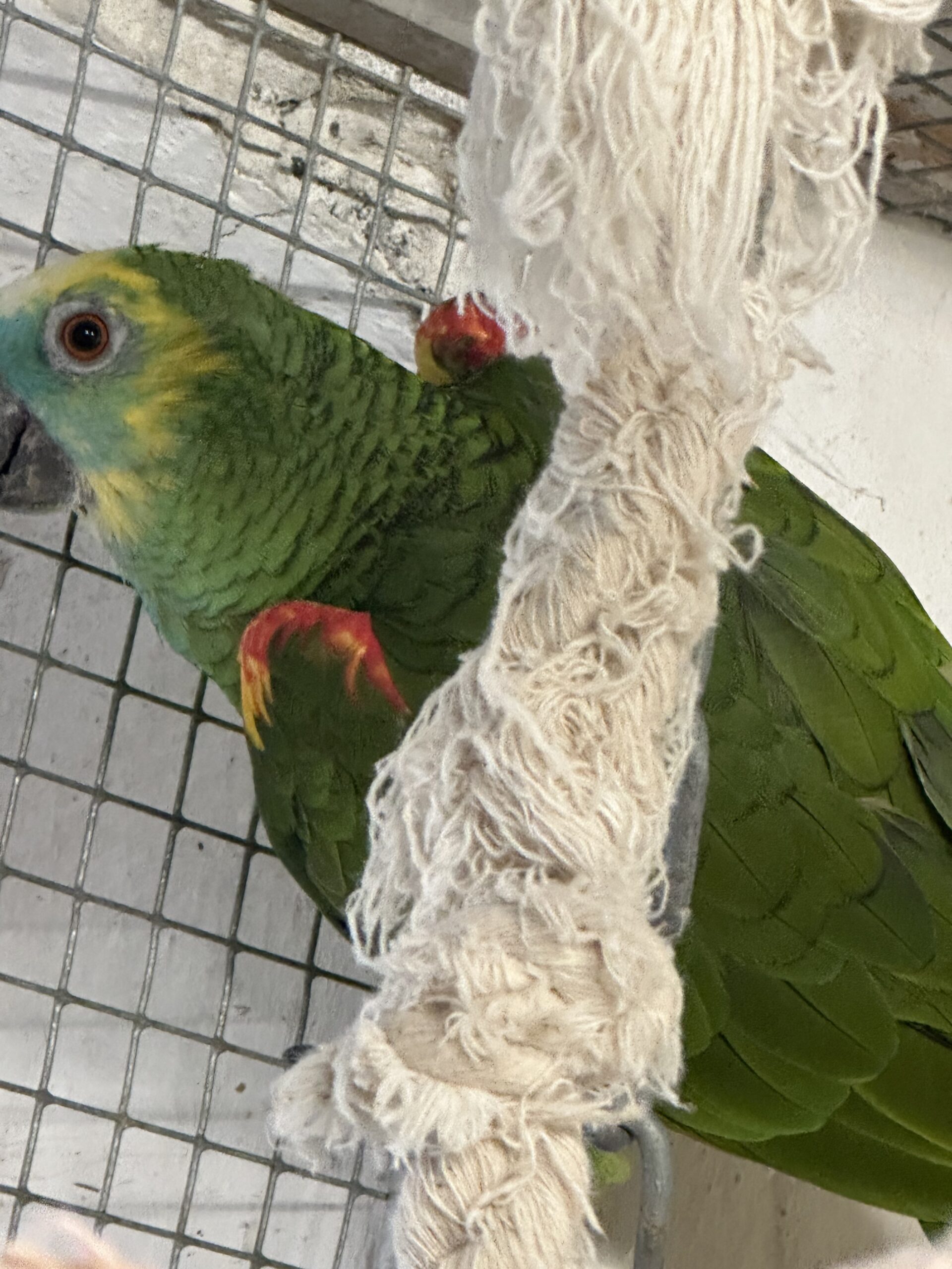 Flot blåpandet amazone papegøje 15 år han