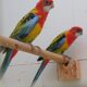 Gulrygget rosella
