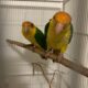 Håndopmadede Rustkappede Caique og Grå Jaco sælges