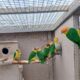 Rustkappet caique