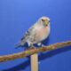 Carduelis Flammea Flammea