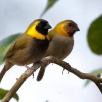 Miniature for annonces primære billede