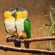 Sortkappet Caique